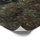 Alabaster Nudibranch Poster (Hoek)