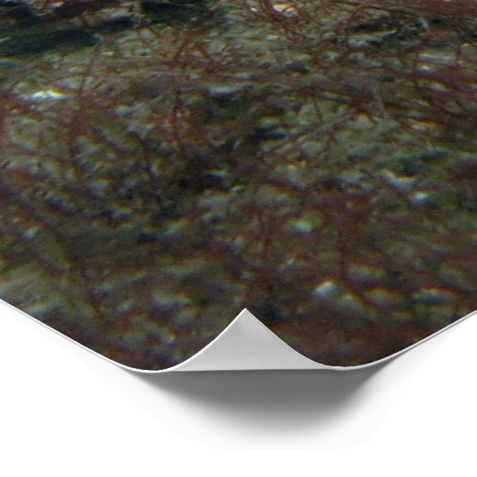 Alabaster Nudibranch Poster (Hoek)