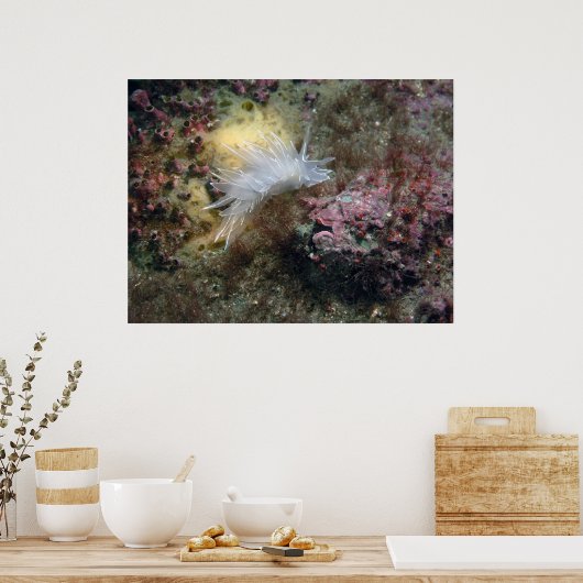 Alabaster Nudibranch Poster (Keuken)