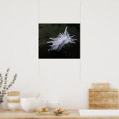 Alabaster Nudibranch Poster (Keuken)