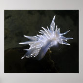 Alabaster Nudibranch Poster (Voorkant)