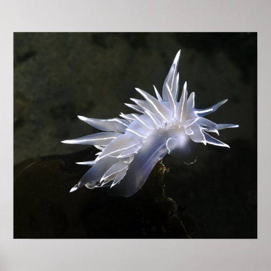 Alabaster Nudibranch Poster (Voorkant)