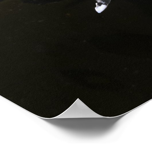 Alabaster Nudibranch Poster (Hoek)