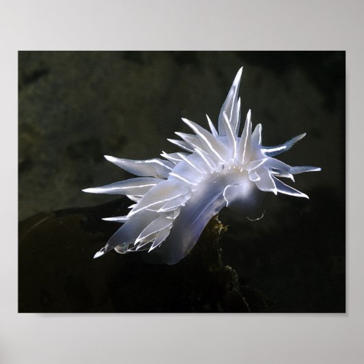Alabaster Nudibranch Poster (Voorkant)