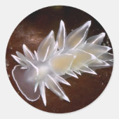 Alabaster Nudibranch - Stickers (Voorkant)