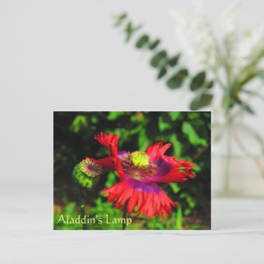 Aladdin's lamp briefkaart (Staand voorkant)