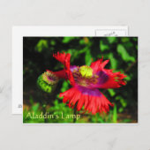 Aladdin's lamp briefkaart (Voorkant / Achterkant)