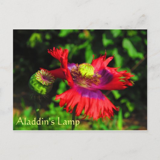 Aladdin's lamp briefkaart (Voorkant)