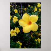 Alamanda Poster (Voorkant)