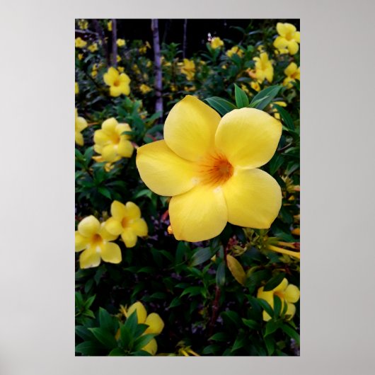 Alamanda Poster (Voorkant)