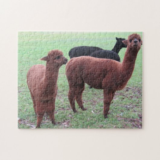 alapca bende legpuzzel (Horizontaal)