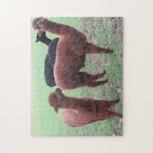 alapca bende legpuzzel (Verticaal)