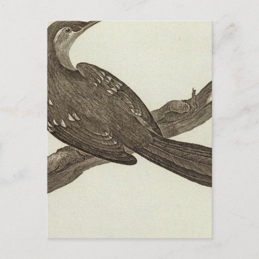 Alaska 2 briefkaart (Voorkant)