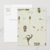 Alaska 3 briefkaart (Voorkant / Achterkant)