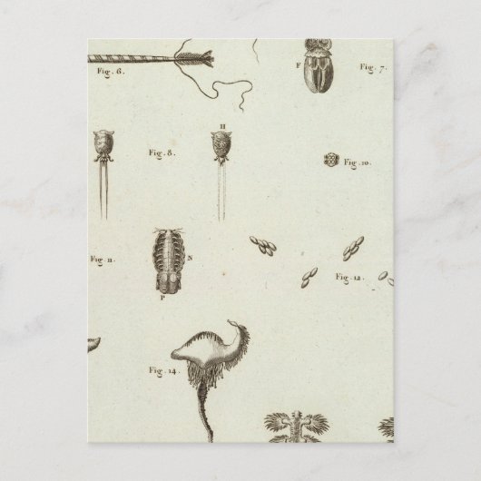 Alaska 3 briefkaart (Voorkant)