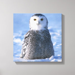 Alaska Arctic Snowy Owl Foto ontworpen Canvas Afdruk