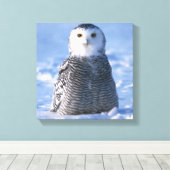 Alaska Arctic Snowy Owl Foto ontworpen Canvas Afdruk (Insitu (Houten vloer))