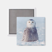 Alaska Arctic Snowy Owl Winter Scene Magneet (Voorkant / Achterkant)