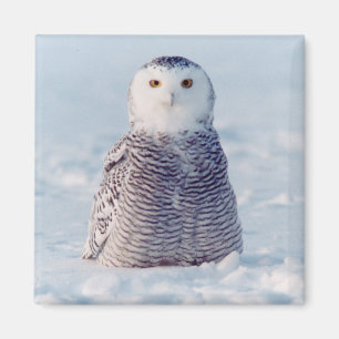 Alaska Arctic Snowy Owl Winter Scene Magneet