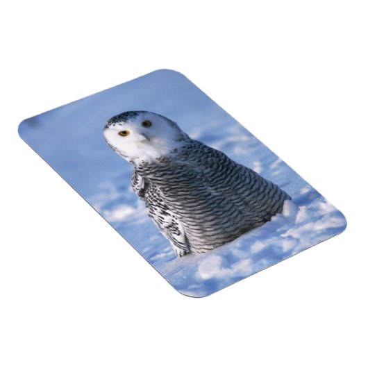 Alaska Arctic Winter Snowy Owl ontworpen Magneet (Rechterzijde)