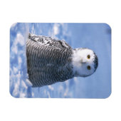 Alaska Arctic Winter Snowy Owl ontworpen Magneet (Horizontaal)