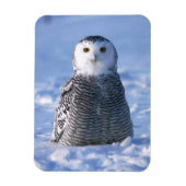 Alaska Arctic Winter Snowy Owl ontworpen Magneet (Verticaal)