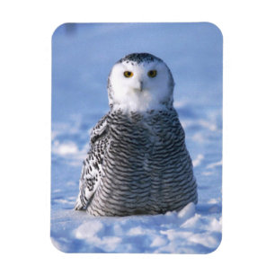Alaska Arctic Winter Snowy Owl ontworpen Magneet