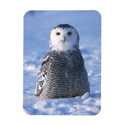 Alaska Arctic Winter Snowy Owl ontworpen Magneet (Verticaal)
