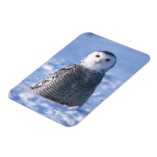 Alaska Arctic Winter Snowy Owl ontworpen Magneet (Linkerzijde)