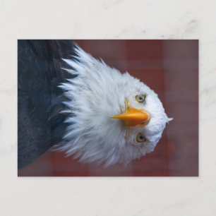 Alaska Bald Eagle ziet er erg serieus uit Briefkaart