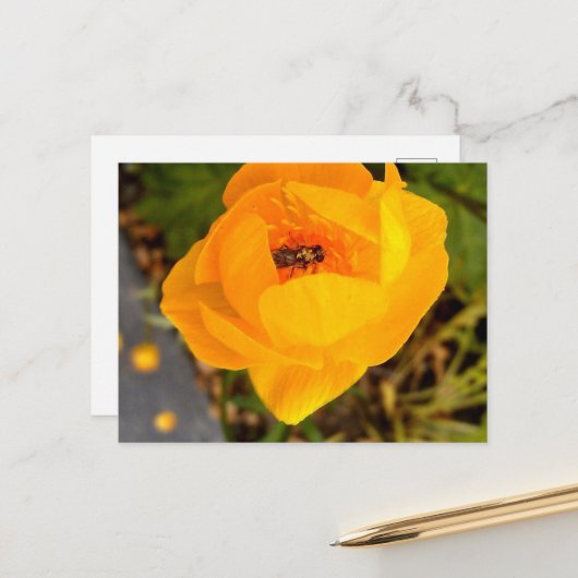 Alaska Beauties Briefkaart (Voorkant / Achterkant in situ)