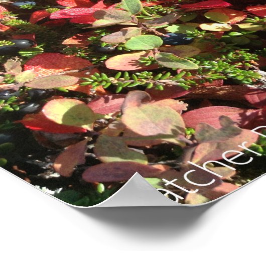 Alaska Berry Poster (Hoek)