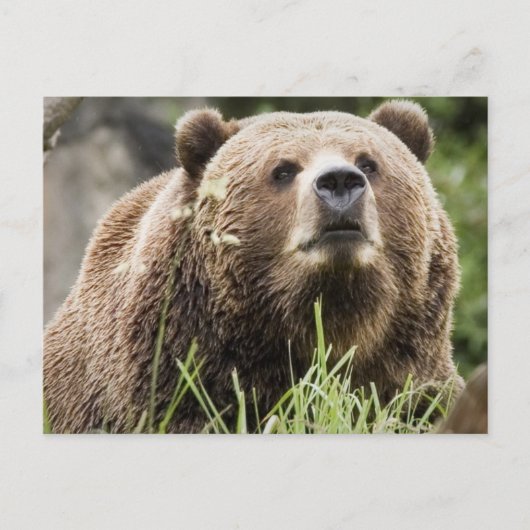 ALASKA BRIEFKAART (Voorkant)