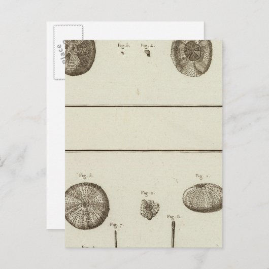 Alaska Briefkaart (Voorkant / Achterkant)