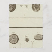 Alaska Briefkaart (Voorkant)