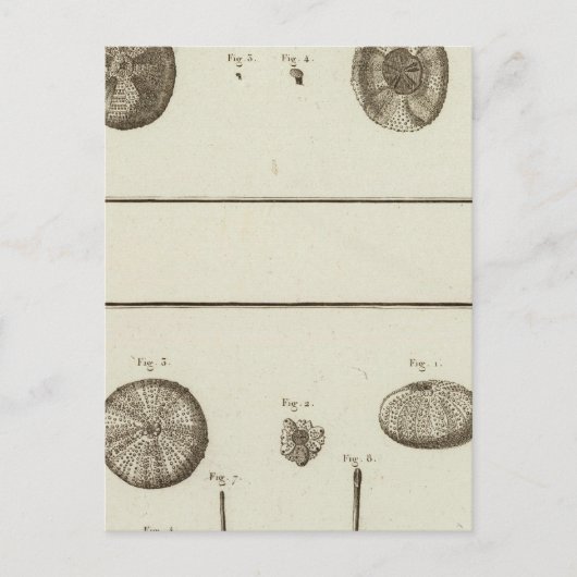 Alaska Briefkaart (Voorkant)