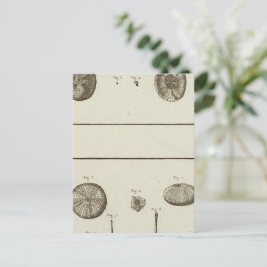 Alaska Briefkaart (Staand voorkant)