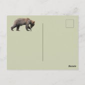 Alaska Briefkaart van grizzly beer (Achterkant)