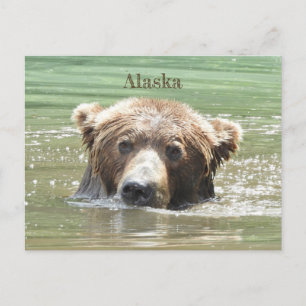Alaska Briefkaart van grizzly beer