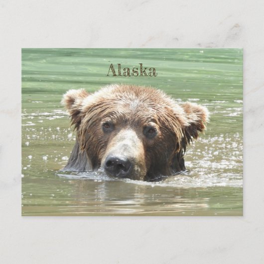 Alaska Briefkaart van grizzly beer (Voorkant)