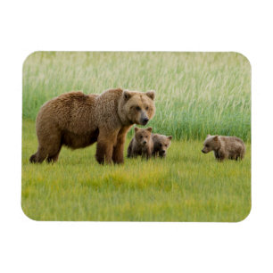 Alaska bruine beer met welpen in een weide magneet