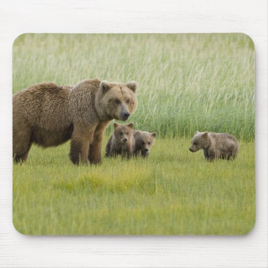 Alaska Bruine Beer Moeder en drie Jongen, Ursus Muismat (Voorkant)