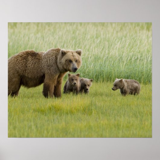 Alaska Bruine Beer Moeder en drie Jongen, Ursus Poster (Voorkant)
