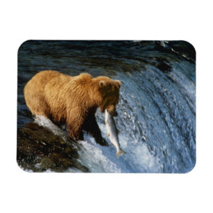 Alaska bruine beer vangt zalm bij Brooks Magneet