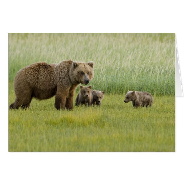 Alaska bruine berin en drie welpen, Ursus (Voorkant Horizontaal)