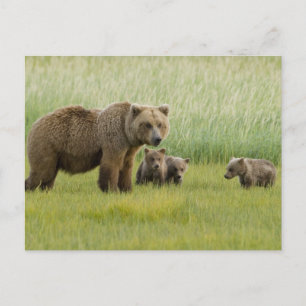 Alaska bruine berin en drie welpen, Ursus Briefkaart