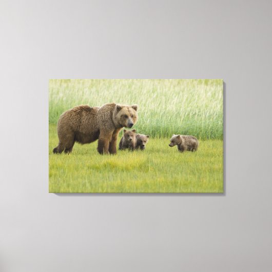 Alaska bruine berin en drie welpen, Ursus Canvas Afdruk (Voorkant)