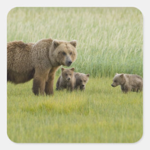 Alaska bruine berin en drie welpen, Ursus Vierkante Sticker