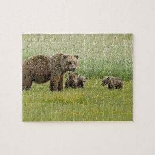 Alaska bruine berin moer en drie welpen, Ursus Legpuzzel