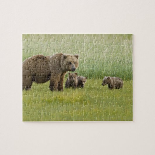Alaska bruine berin moer en drie welpen, Ursus Legpuzzel (Horizontaal)